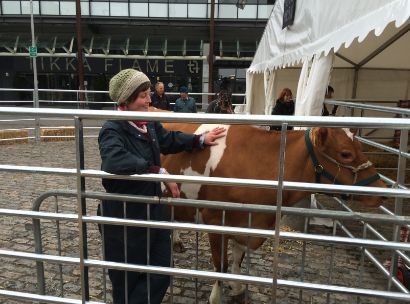 Millennium Square is now home to two cows this April 2016