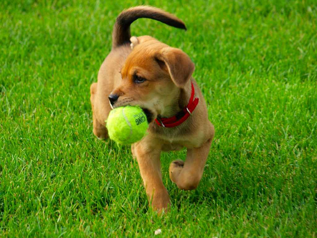 Dog Friendly Pubs in Bristol Dog Friendly Pubs in Bristol