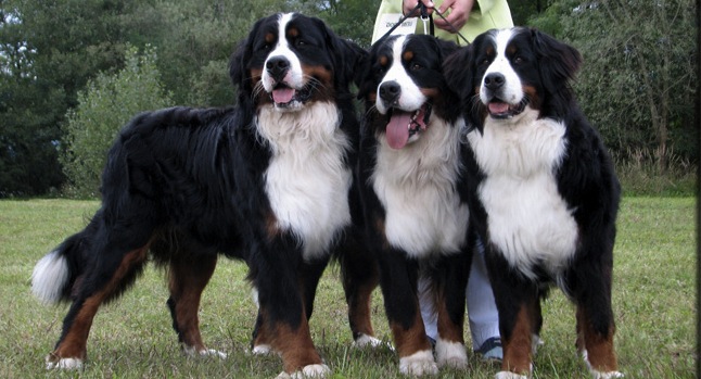 Dog Friendly Pubs in Bristol 2015 Dog Friendly Pubs in Bristol 2015
